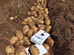 Картофель оптом