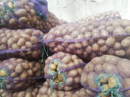 Картофель оптом