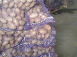 Картофель оптом.