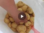КАРТОФЕЛЬ НА ЭКСПОРТ - photo 5