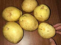 Картофель оптом от крестьянского хозяйства, Джувел 5