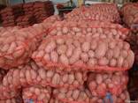Картофель оптом от производителя Гала - фото 3