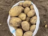 Картофель Павлодар урожай 2024 - photo 1
