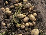 Картофель Павлодар урожай 2024 - photo 3