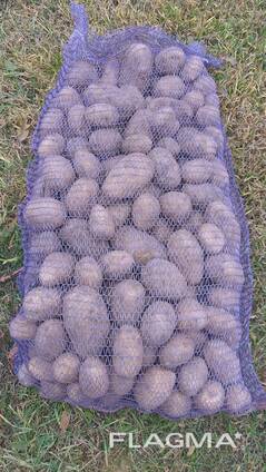 Картофель продовольственный