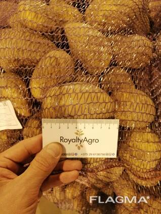 Картофель продовольственный, 70.000т