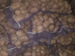 Картофель продовольственный свежий от 20 тонн