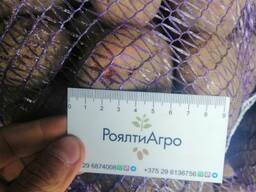 Картофель, рэд Скарлет