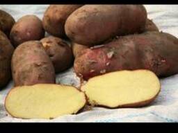 Картофель семенной