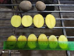 Картофель семенной