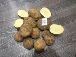 Картофель семенной Пикассо