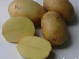 Картофель сорт «Natasha» товарный оптом (урожай 2019 года)