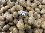 Картофель сорт гала урожай 2021г - фото 5
