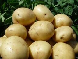 Картофель сорт Гала