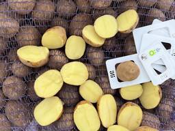 Картофель сорт Коломбо