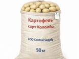 Картофель сорт Коломбо - photo 1