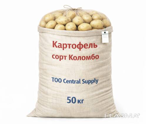Картофель сорт Коломбо
