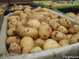 Картофель товарный