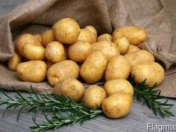 Картофель товарный калиброванный сорт Queen Anne