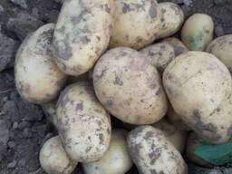 Картофель урожай 2019г.