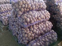 Картофель 24-25