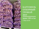 Картошка ОПТОМ картофель свежий урожай со склада - фото 1