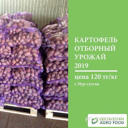 Картошка ОПТОМ картофель свежий урожай со склада