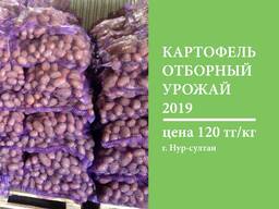 Картошка ОПТОМ картофель свежий урожай со склада