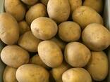 Картошка ОПТОМ картофель свежий урожай со склада - фото 2