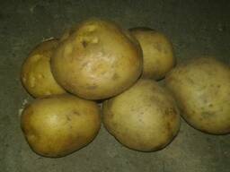 Картошка сорт ГАЛА