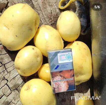 Картошка сортов Гала, Балтик Роуз. Любой объем