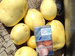 Картошка сортов Гала, Балтик Роуз. Любой объем