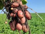 Картошка сортов Гала, Балтик Роуз. Любой объем - фото 2