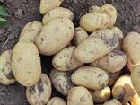 Картошка сортов Гала, Балтик Роуз. Любой объем - фото 3