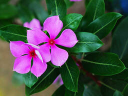 Катарантус и т. д