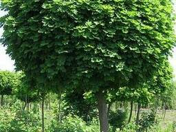 Клен краснолистный гиналла платан сахалинский из питомника