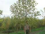 Клен краснолистный гиналла платан сахалинский из питомника - фото 1