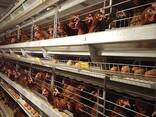 Многоярусные клеточные батареи для выращивания ремонтного молодняка. - фото 1