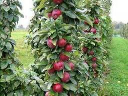Колоновидные яблони