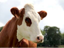 Комбикорм для КРС