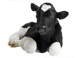 Комбикорм для молодняка