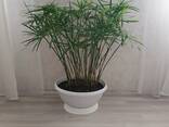 Комнатный цветок - photo 3