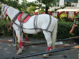 Конь, пони, карета