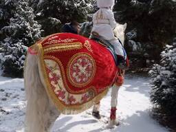 Аренда продажа попон на лошадь