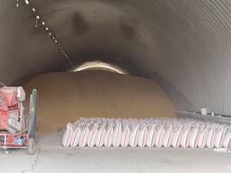 Кормовая кукуруза