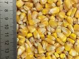 Кормовая кукуруза в зерне - фото 2