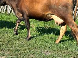 Корова дойная молочная