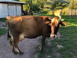Корова дойная, молочная - фото 1