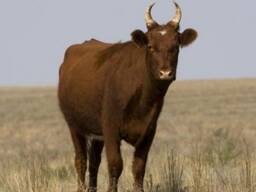 Коровы калмыцкой породы