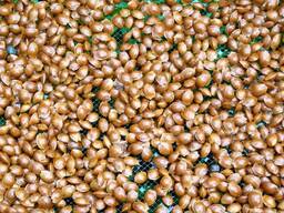 Косточки (Семена) дикой алычи